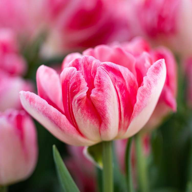 Tulpan 'Foxtrot' (Storköp) – 80 lökar